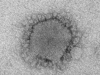 Nuevo Coronavirus